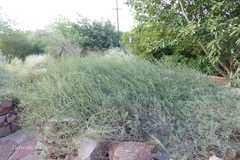 Heliotropium bacciferum